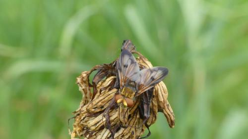 Ectophasia crassipennis